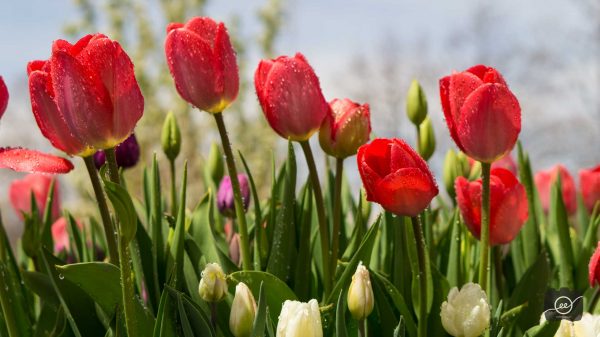 Emilee Wright Spring flowers