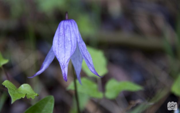 Emilee-Wright-Close-up-nature-shots