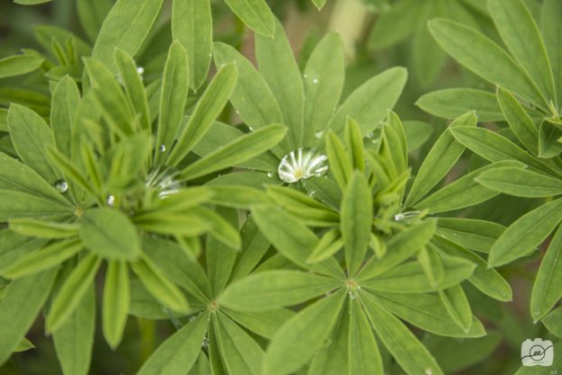 Emilee-Wright-Close-up-nature-shots