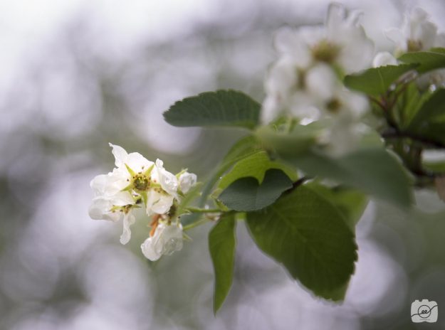 Emilee-Wright-Close-up-nature-shots