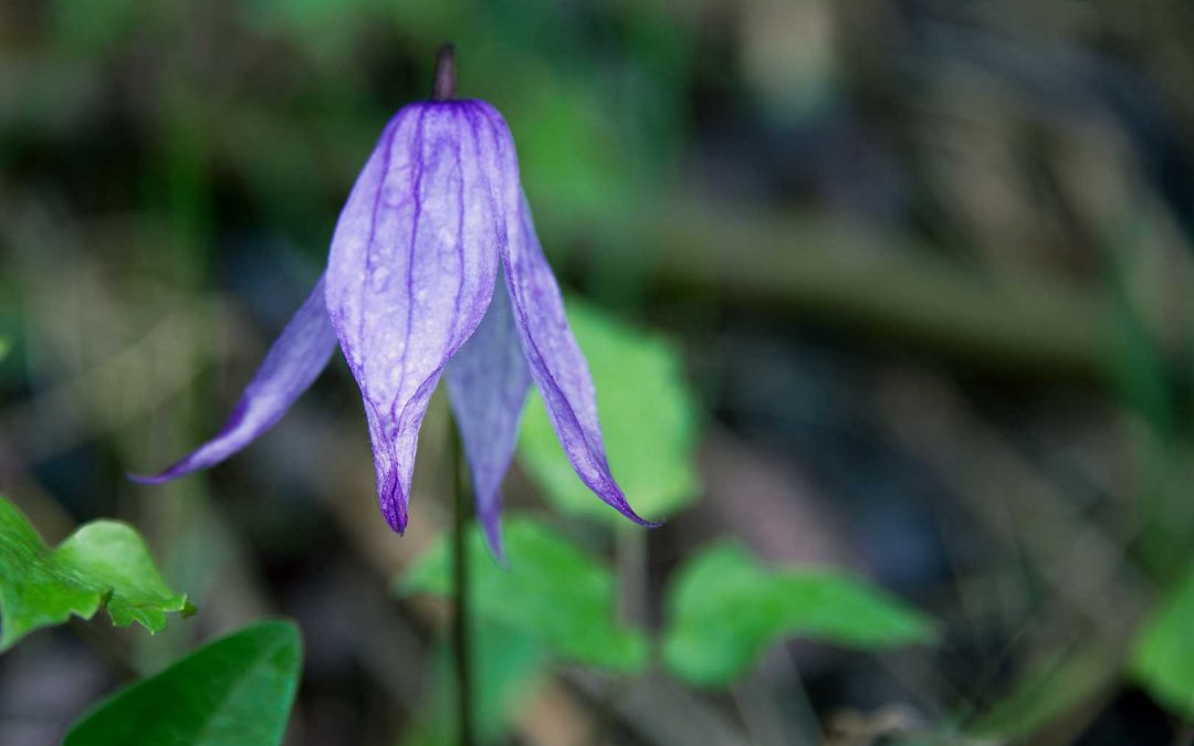 Fine art flower photography