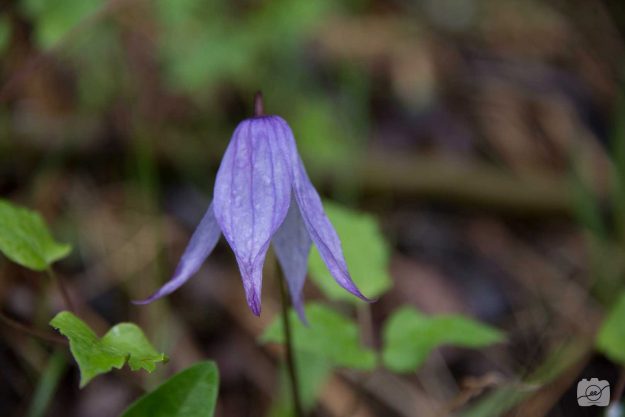 Emilee-Wright-Fine-art-flower-photography