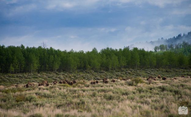 Emilee-Wright-The-Grand-Teton-Landscapes