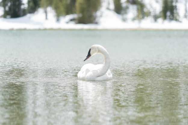 Emilee-Wright-Yellowstone-Beautiful-Yellowstone-in-the-Spring-Time