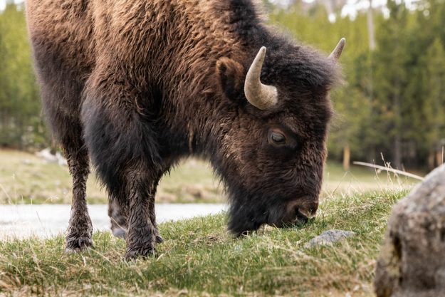 Emilee-Wright-Yellowstone-Beautiful-Yellowstone-in-the-Spring-Time