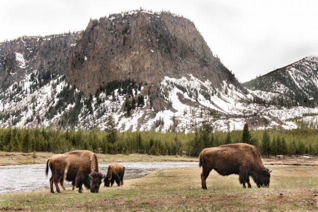 Emilee-Wright-Yellowstone-Beautiful-Yellowstone-in-the-Spring-Time