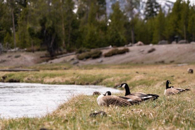 Emilee-Wright-Yellowstone-Beautiful-Yellowstone-in-the-Spring-Time