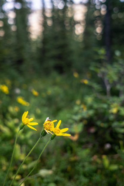 Emilee-Wright-Banff-National-Park-Photography