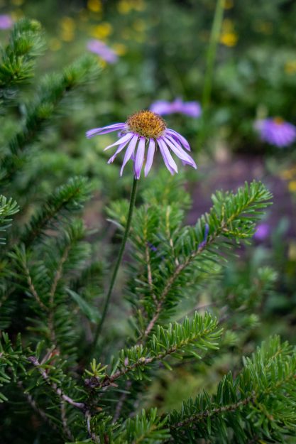 Emilee-Wright-Banff-National-Park-Photography