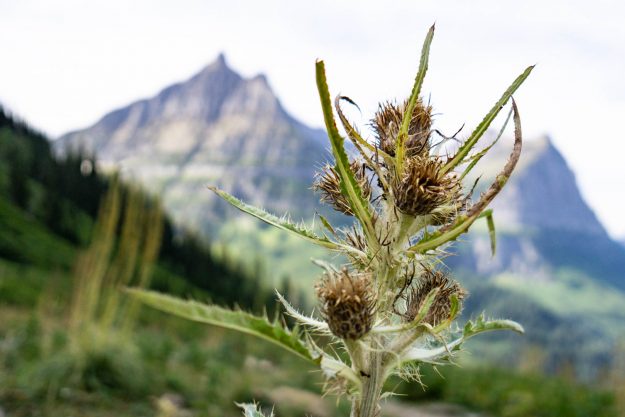 Emilee-Wright-Canada-Glacier-National-Park-Photography